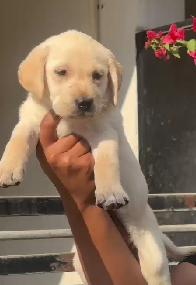 Buy Vaccinated  Labrador Retriever Puppy from Chennai